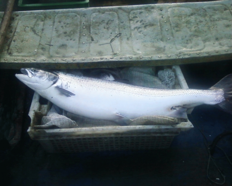 aeNt5fj-ZY4,large.1428686525